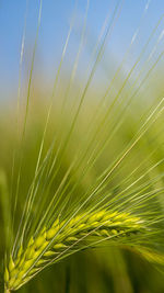 Close-up of crops growing on field