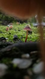 Close-up of mushroom growing on field