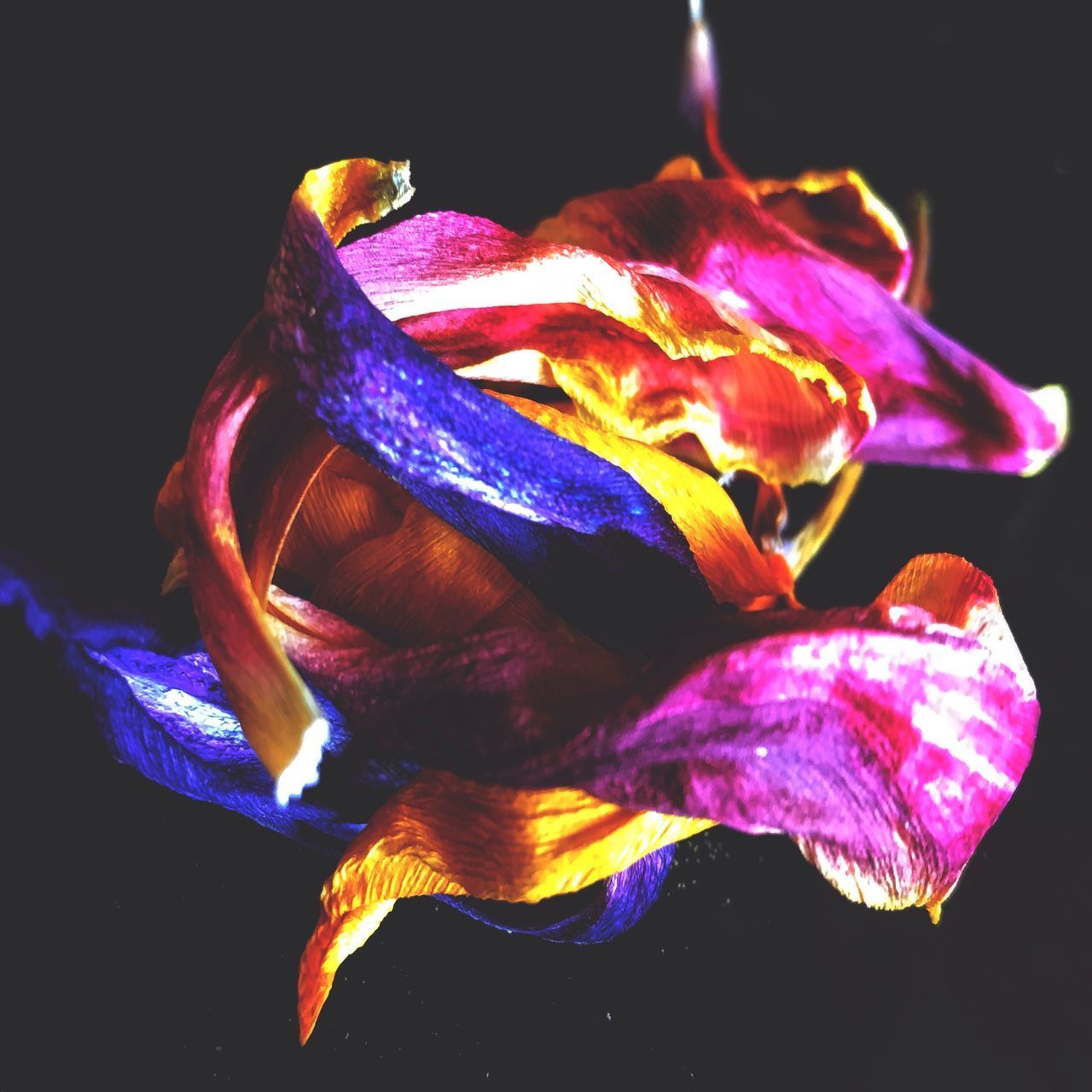 CLOSE-UP OF WILTED PINK FLOWER