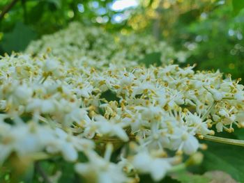 Close-up of white flowering plants on field