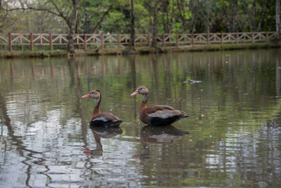 Swans swimming in lake