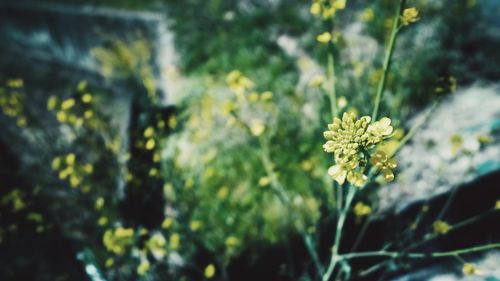 Close-up of white flowers