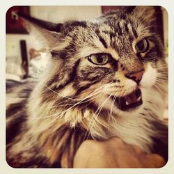 Close-up portrait of cat