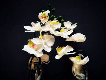 Close-up of white orchids against black background