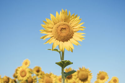 Close-up of sunflower against clear blue sky