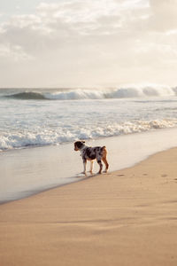 Dog on beach