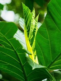 Close-up of leaves