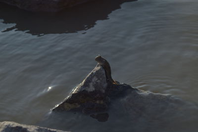 Swan swimming in lake