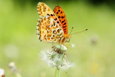 Close-up of butterfly pollinating on flower