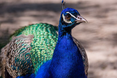 Close-up of peacock