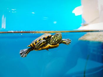 Close-up of turtle swimming in sea