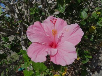 Close-up of pink hibiscus blooming outdoors