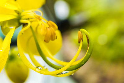 Close-up of yellow flowering plant