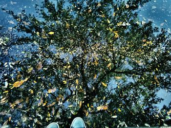 Low angle view of trees against sky