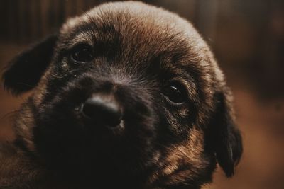 Close-up portrait of dog