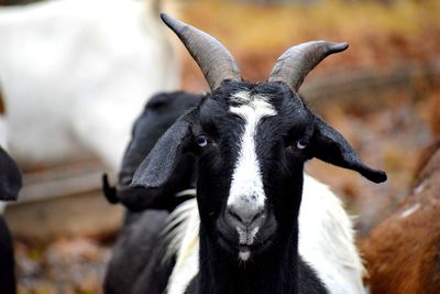 Close-up portrait of goat