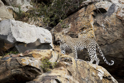 Cape leopard on the rocks