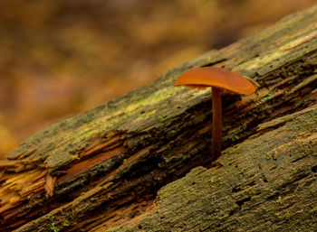 Close-up of mushroom on tree trunk
