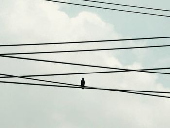 Low angle view of bird perching on cable