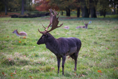 Fallow deer standing on green meadow 