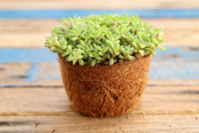 Close-up of succulent with roots on wooden table background
