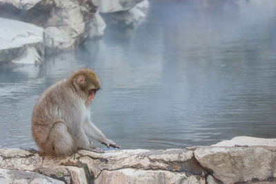 Monkey sitting on rock by lake