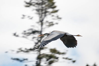 Low angle view of bird flying against clear sky
