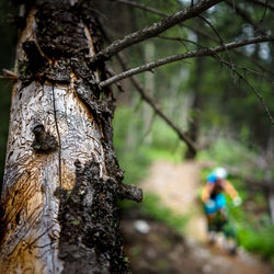 Close-up of tree trunk in forest