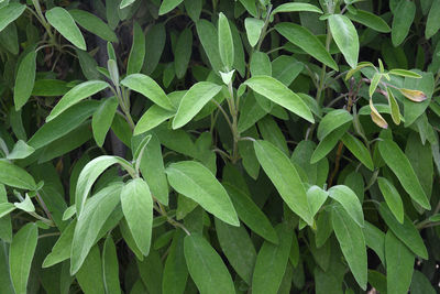 Full frame shot of green leaves