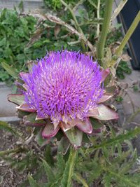 Close-up of purple flower