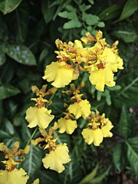 Close-up of yellow flowers