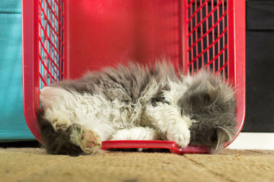 Close-up of cat sleeping