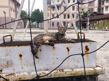 Cat relaxing in city