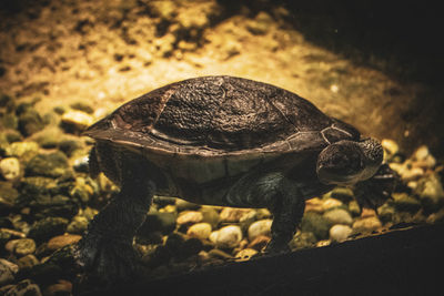 Close-up of shell on rock