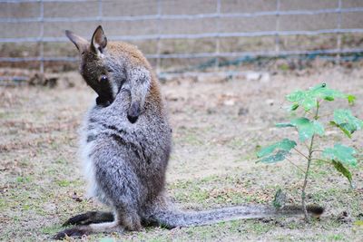 Young wallaby at zoo