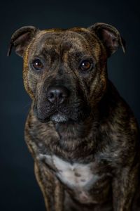 Close-up portrait of dog against black background