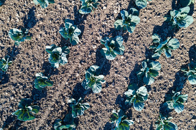 High angle view of purple flowers on field