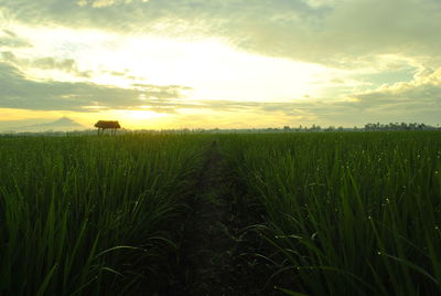 Crops growing on field against sky during sunset