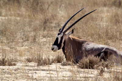 Side view of a horse on land