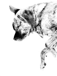 Close-up of dog against white background