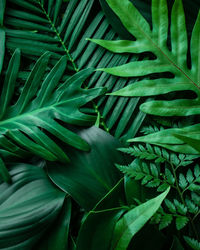 Closeup tropical green leaves nature and dark tone background concept