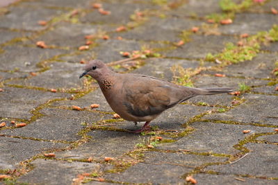 High angle view of bird on land