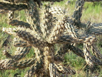 Close-up of cactus growing on field