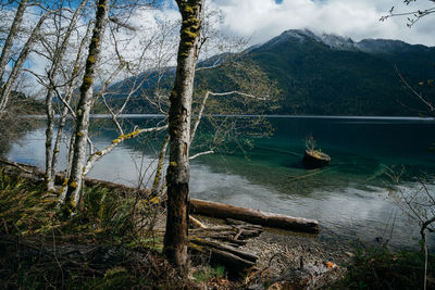 Scenic view of lake by trees against sky