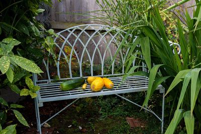 View of green chili peppers on metal fence