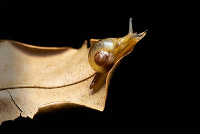 Close-up of snail against black background