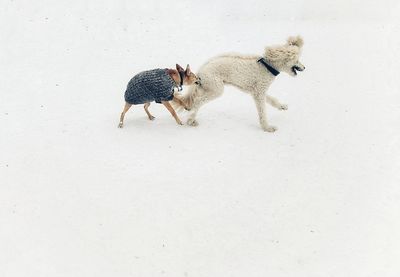 Dogs playing in the snow 