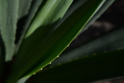 Close-up of green leaves