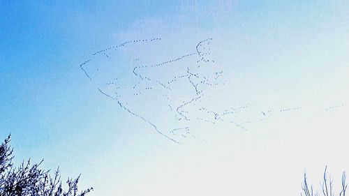 Low angle view of birds flying in sky