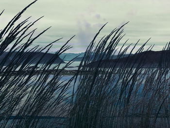 Close-up of reed grass against sky